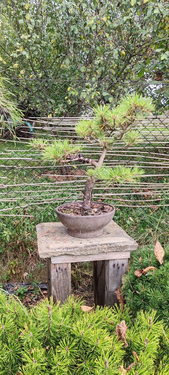 Bonsai, bonsaj borovice