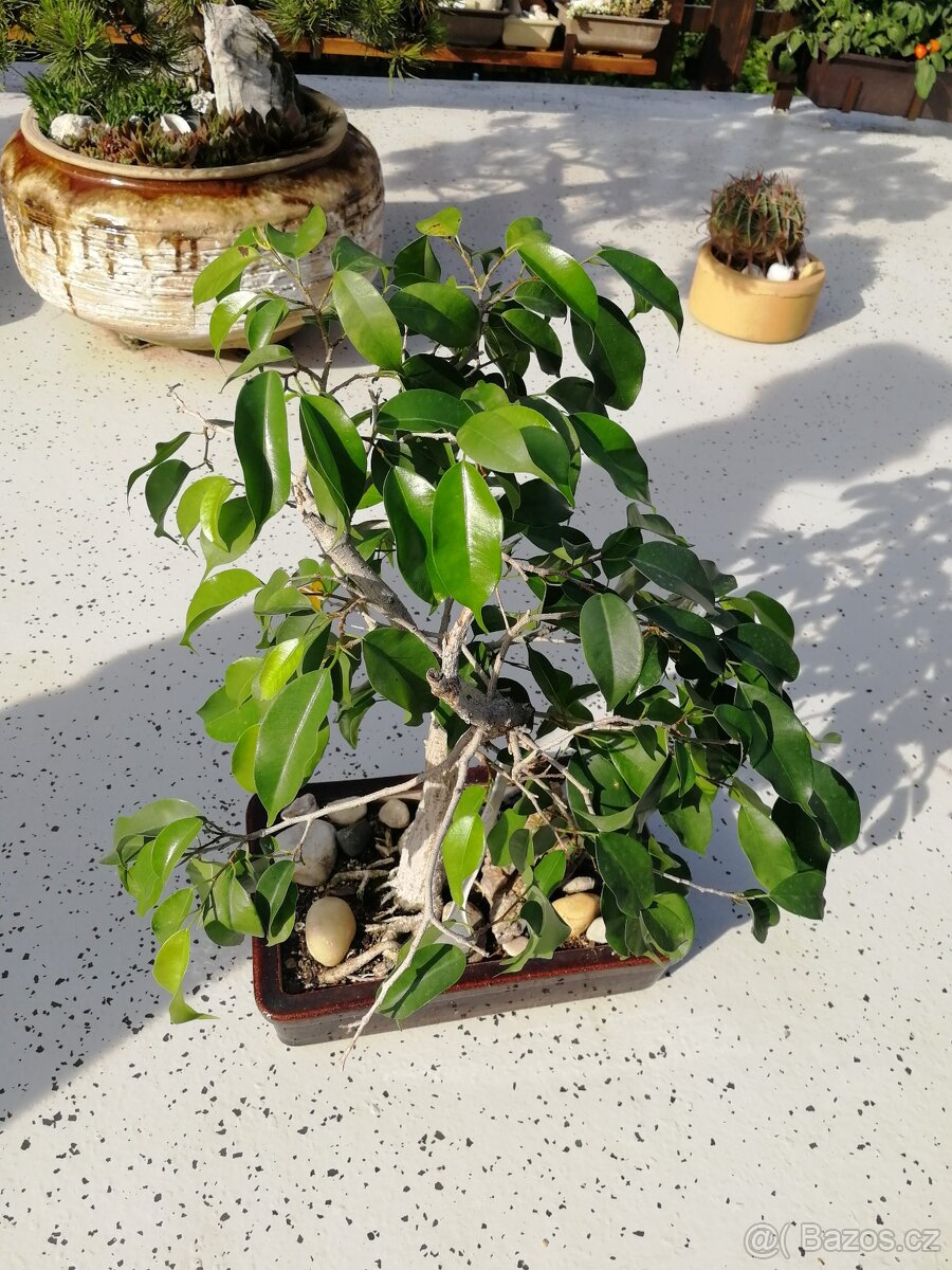 3x menší Fíkus Benjamin (ficus benjamina)