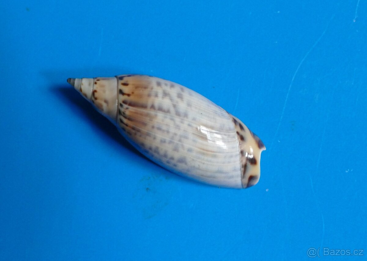 Agaronia travassosi