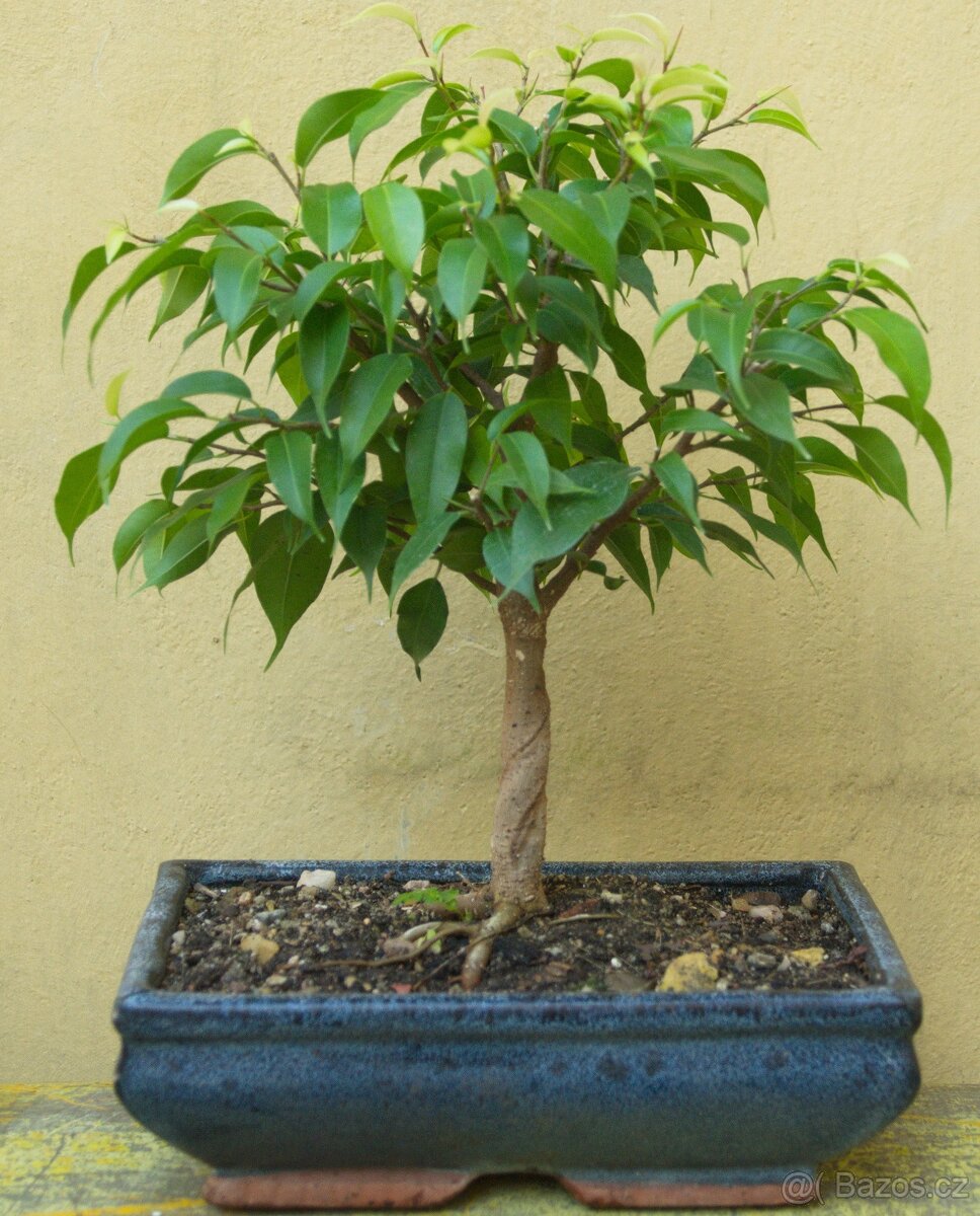 Ficus benjamina N. - fíkus benjamina