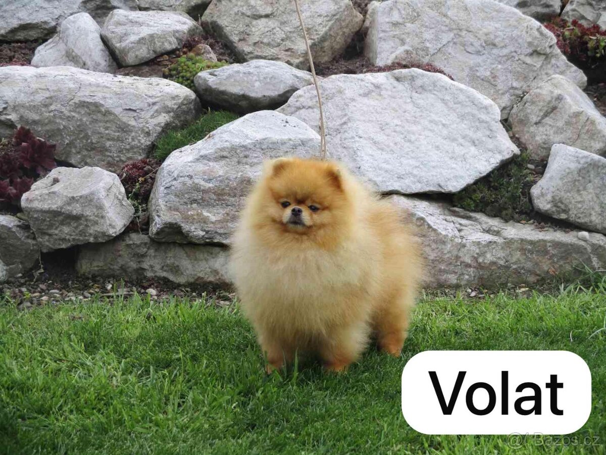 Pomeranian - jen vážný zájemci do dobrých rukou