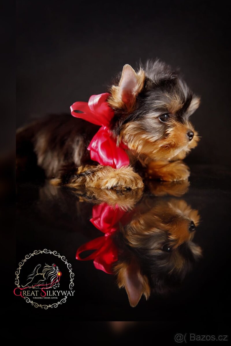 Jorkšírský Teriér - Yorkshire Terrier