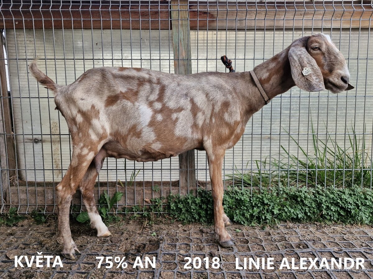 Anglonubijské kozy a kozičky na prodej