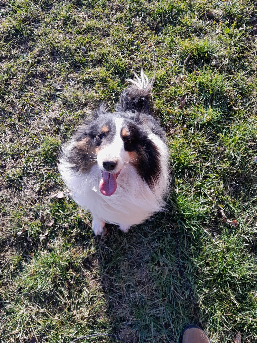 Šeltie, sheltie.