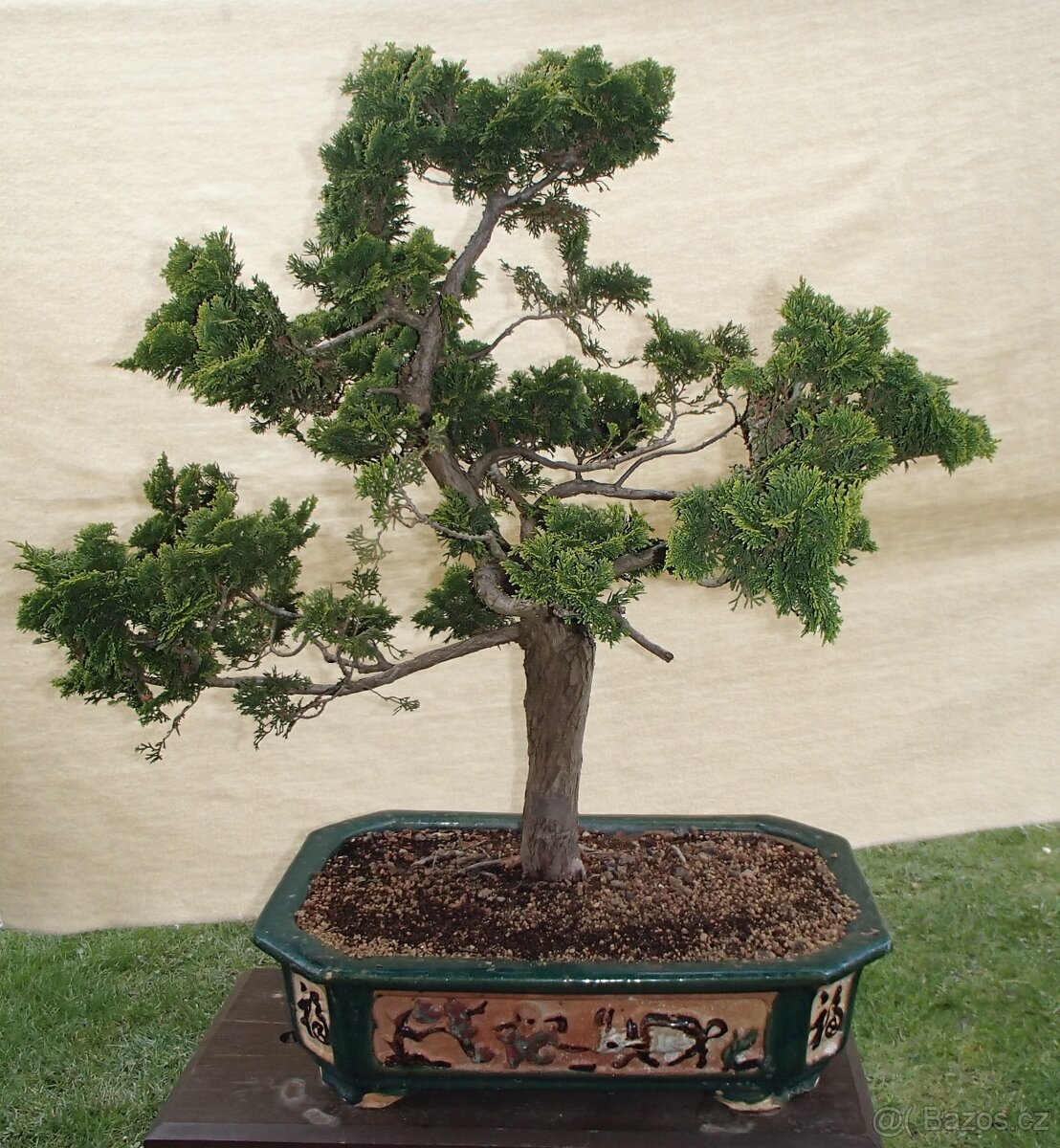 Prodám bonsai