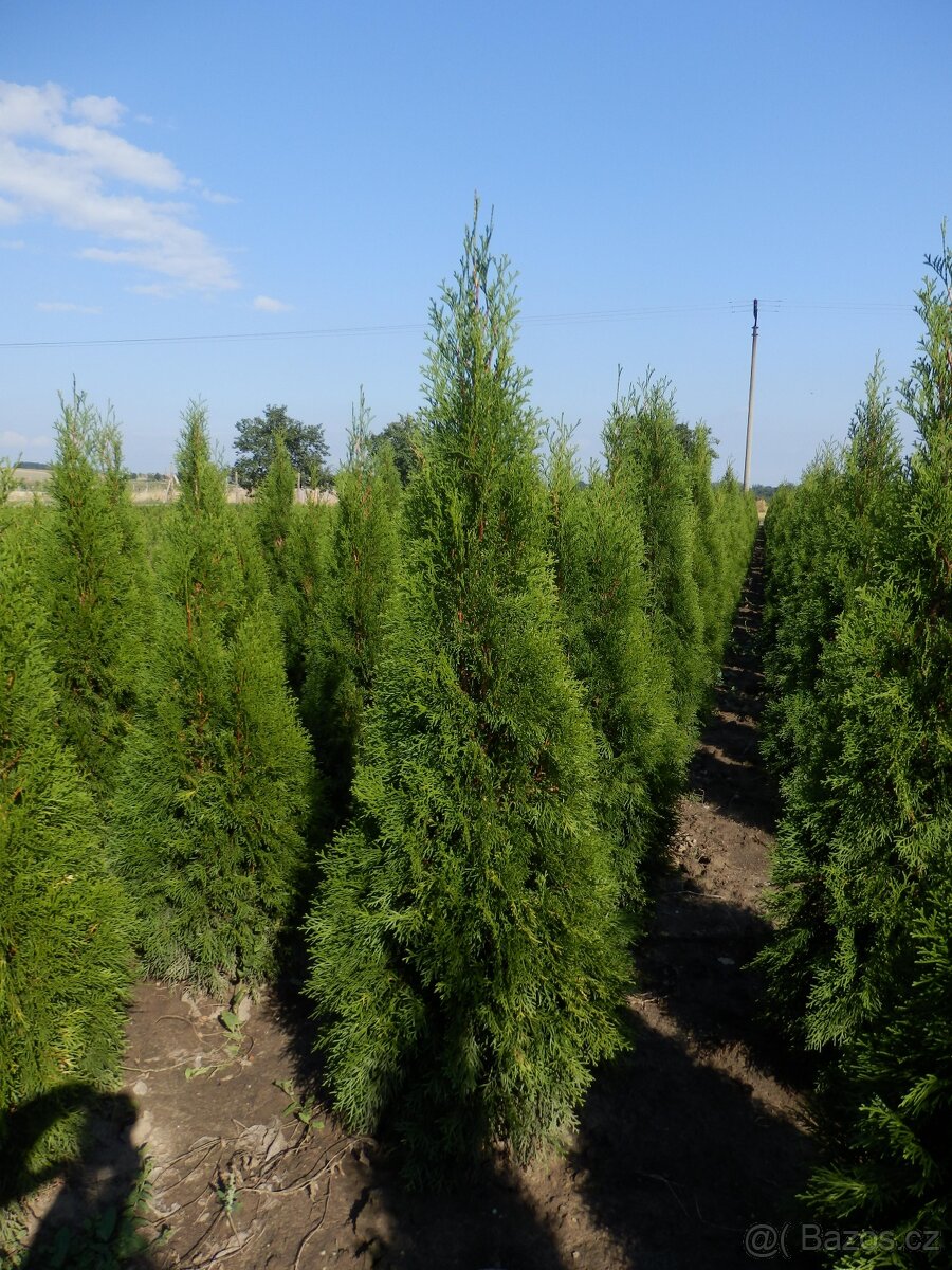 Túje, Thuja,Thuje, tůje (Thuja occidentalis Smaragd)