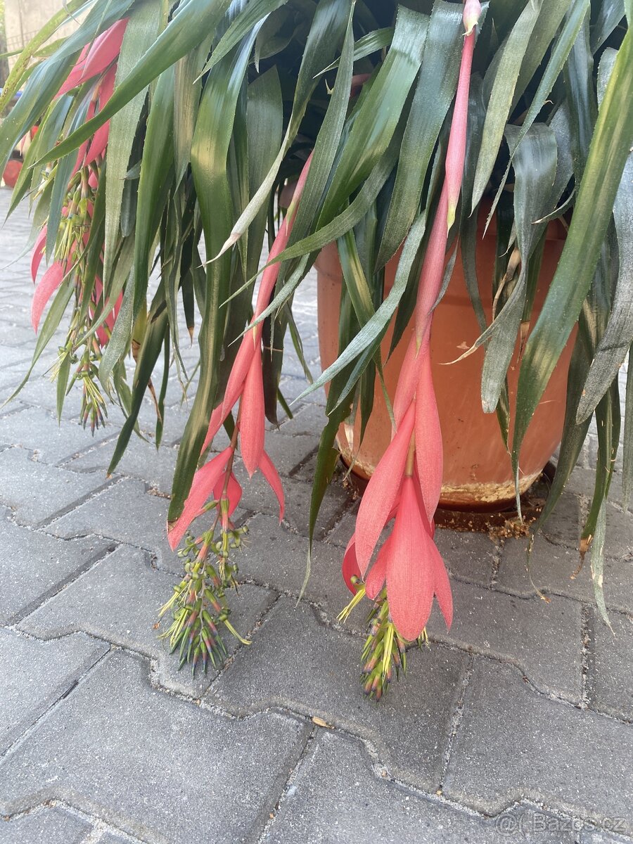 Billbergia windii - mnoho mnohokrát kvetoucí