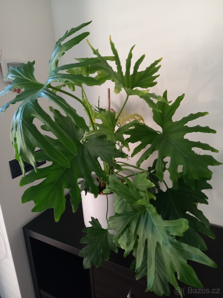 Monstera pokojová rostlina