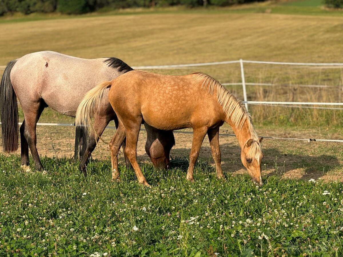 3 lety valasek cesky sportovni pony - Nova cena