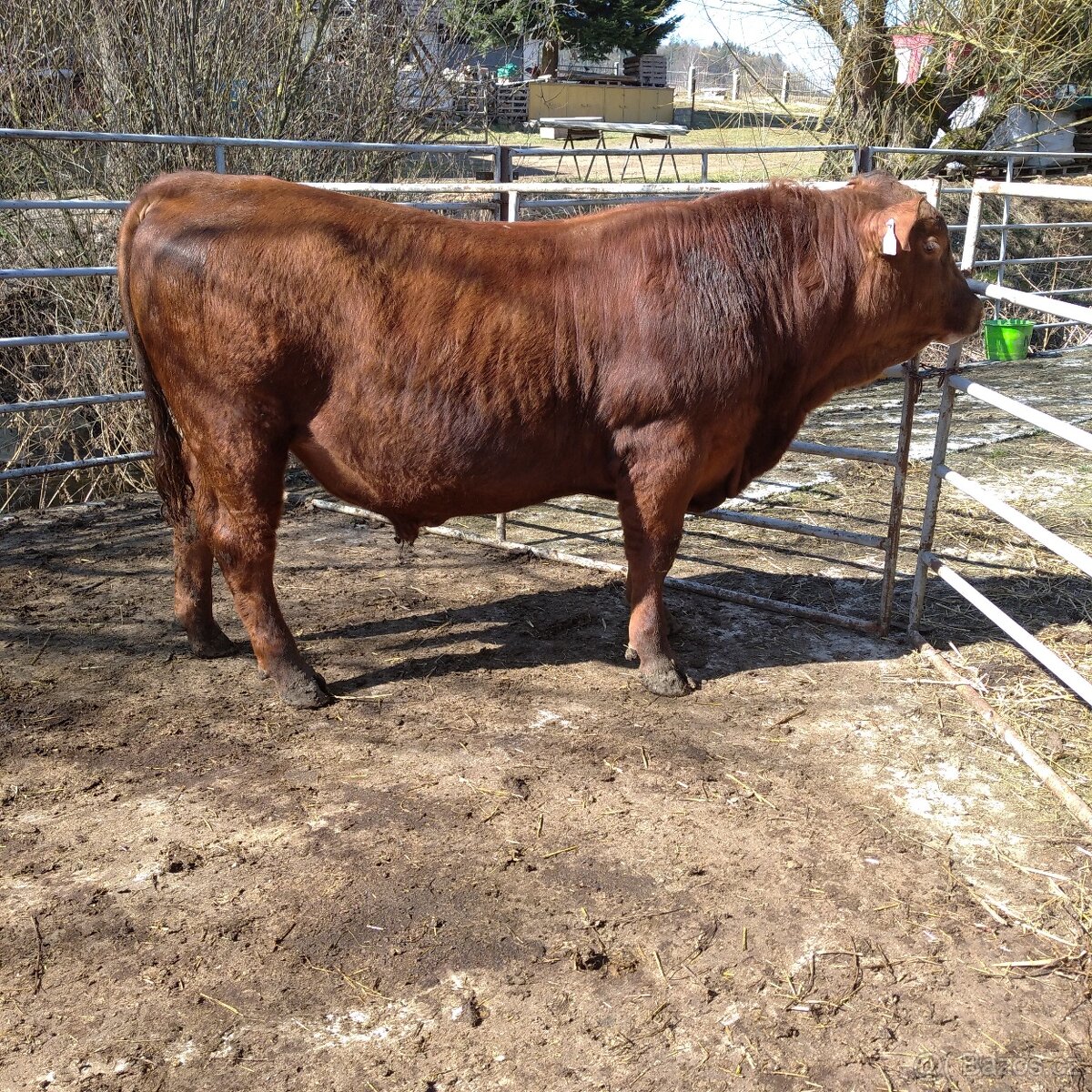 Prodám plemenného býka Aberdeen Angus