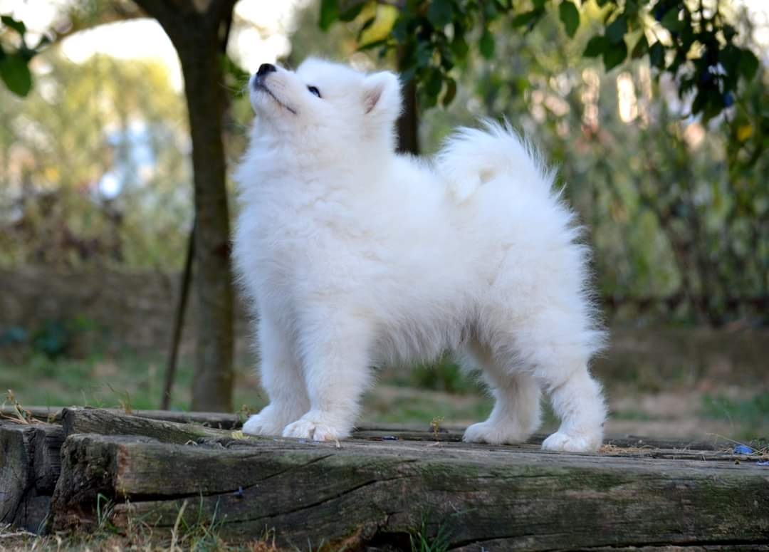 JUZGADOS JALAPENO LA TORRE ROJA - samojed s FCI PP