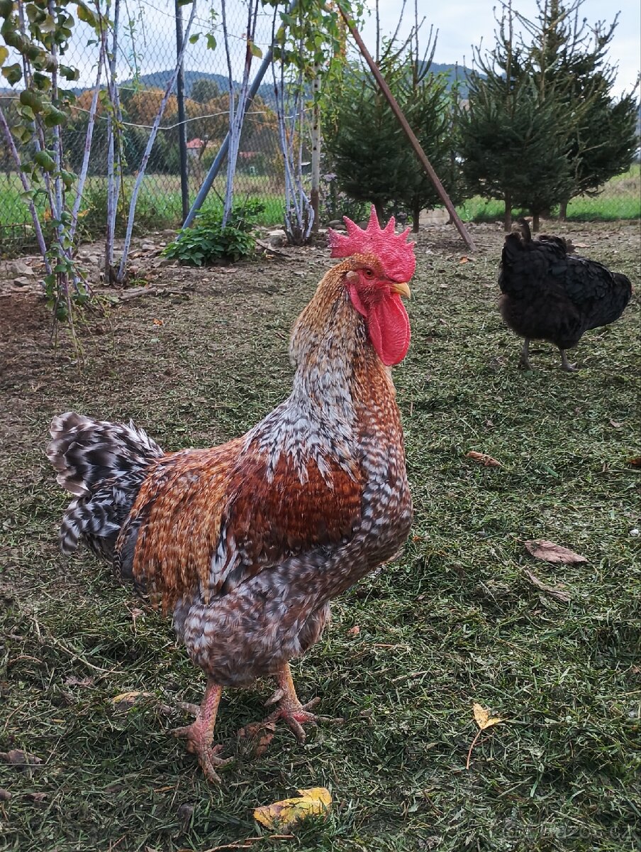 Bilefeldky slepice a kohout