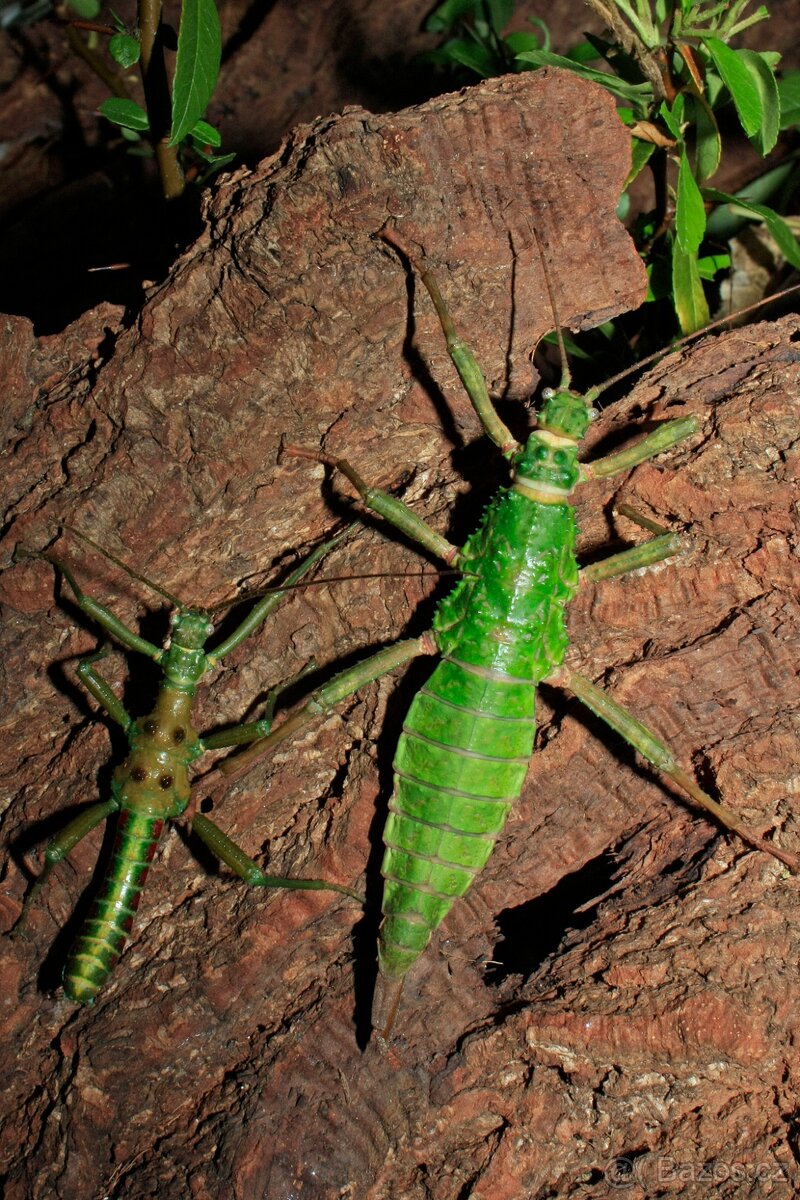 Strašilky Mearnsiana bullosa