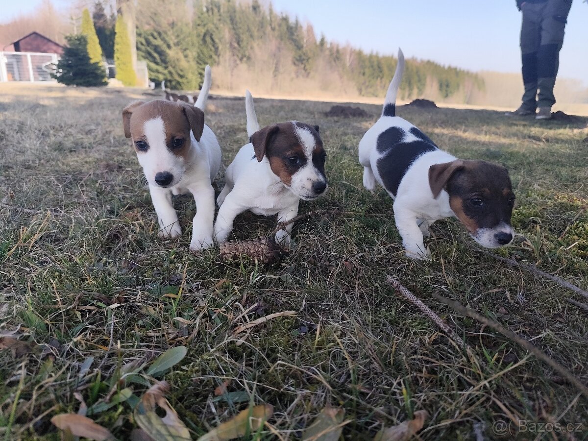 Jack Russell teriér - jrt