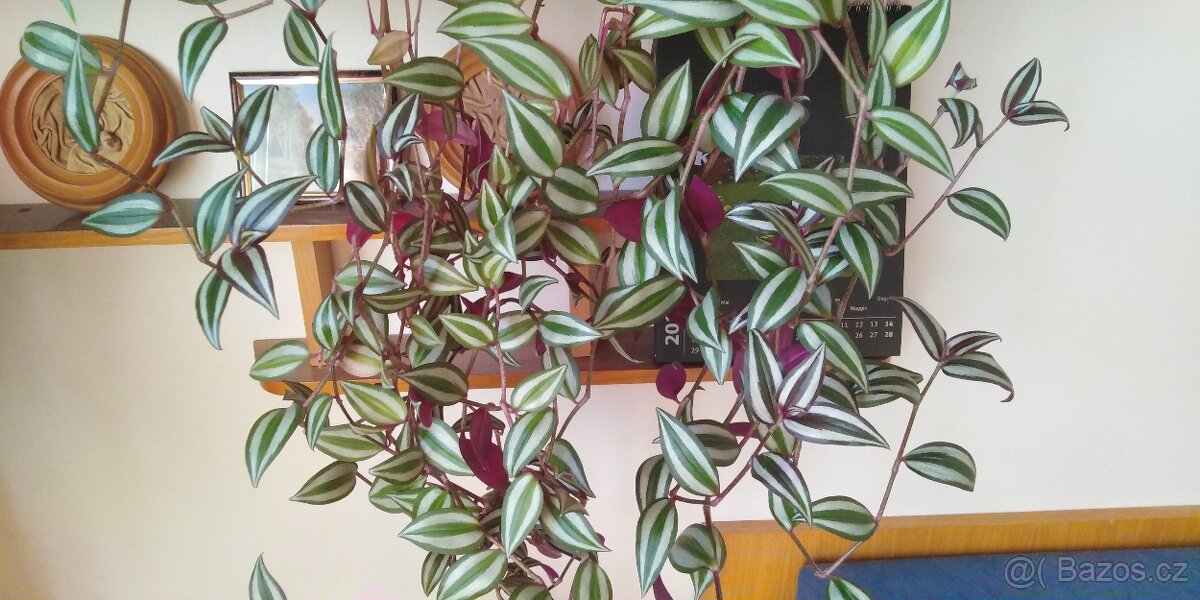 Voděnka / poděnka / Tradescantia zebrina "Violet"