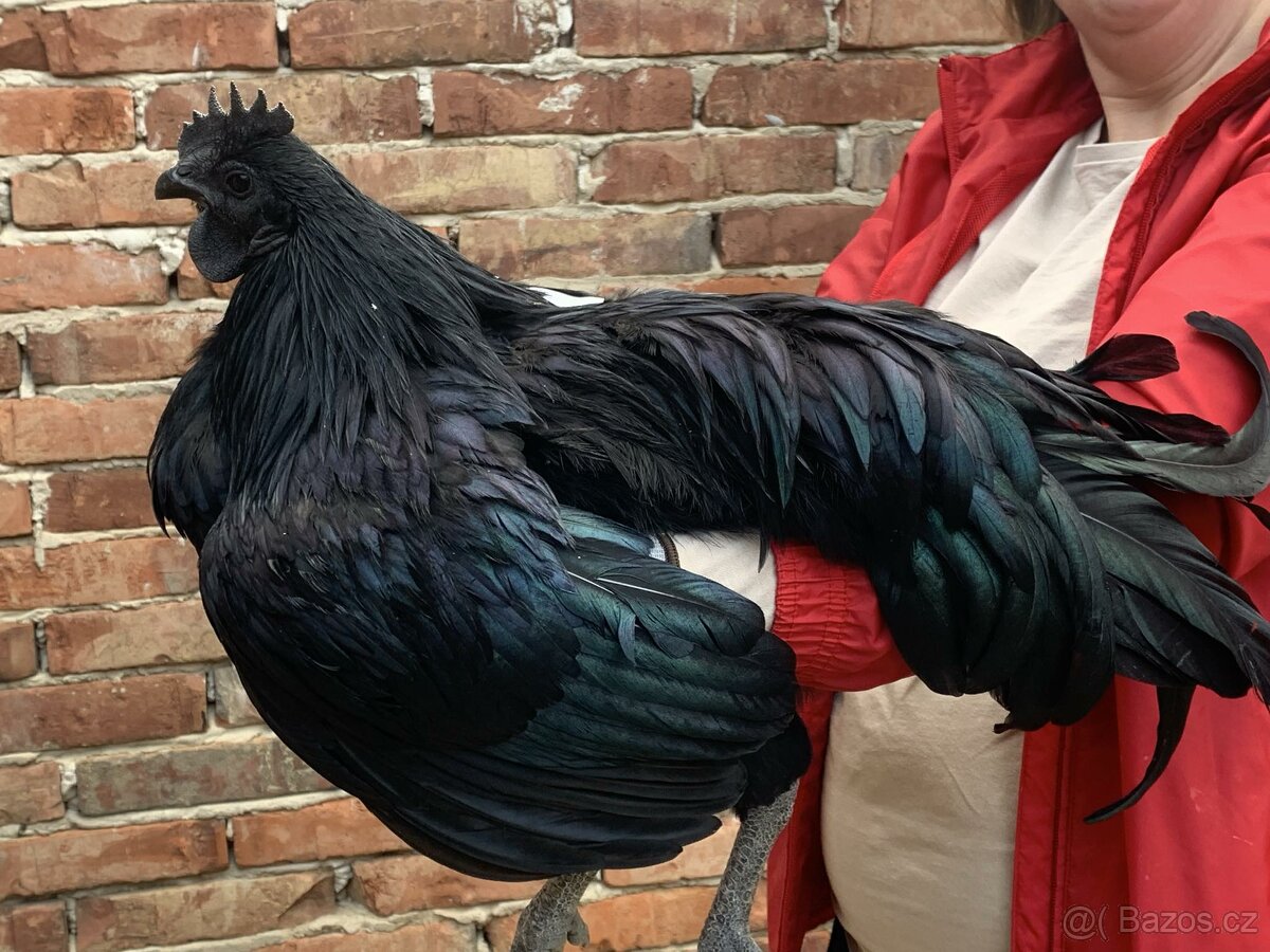 Kohout Ayam Cemani