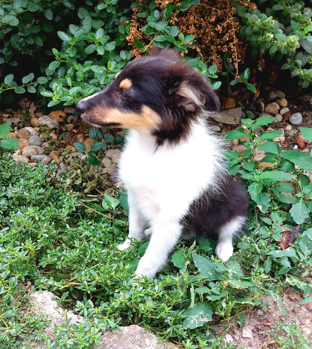 Sheltie /Šeltie/ štenatko kluk