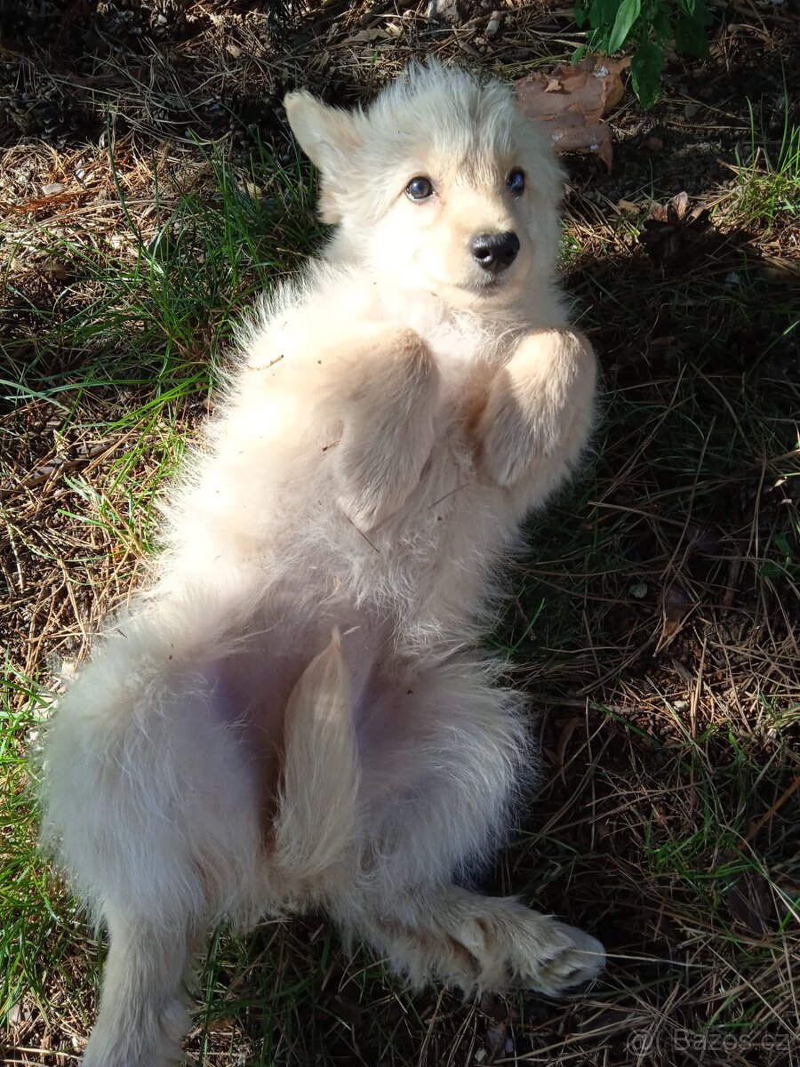 Labradorský retrívr X husky