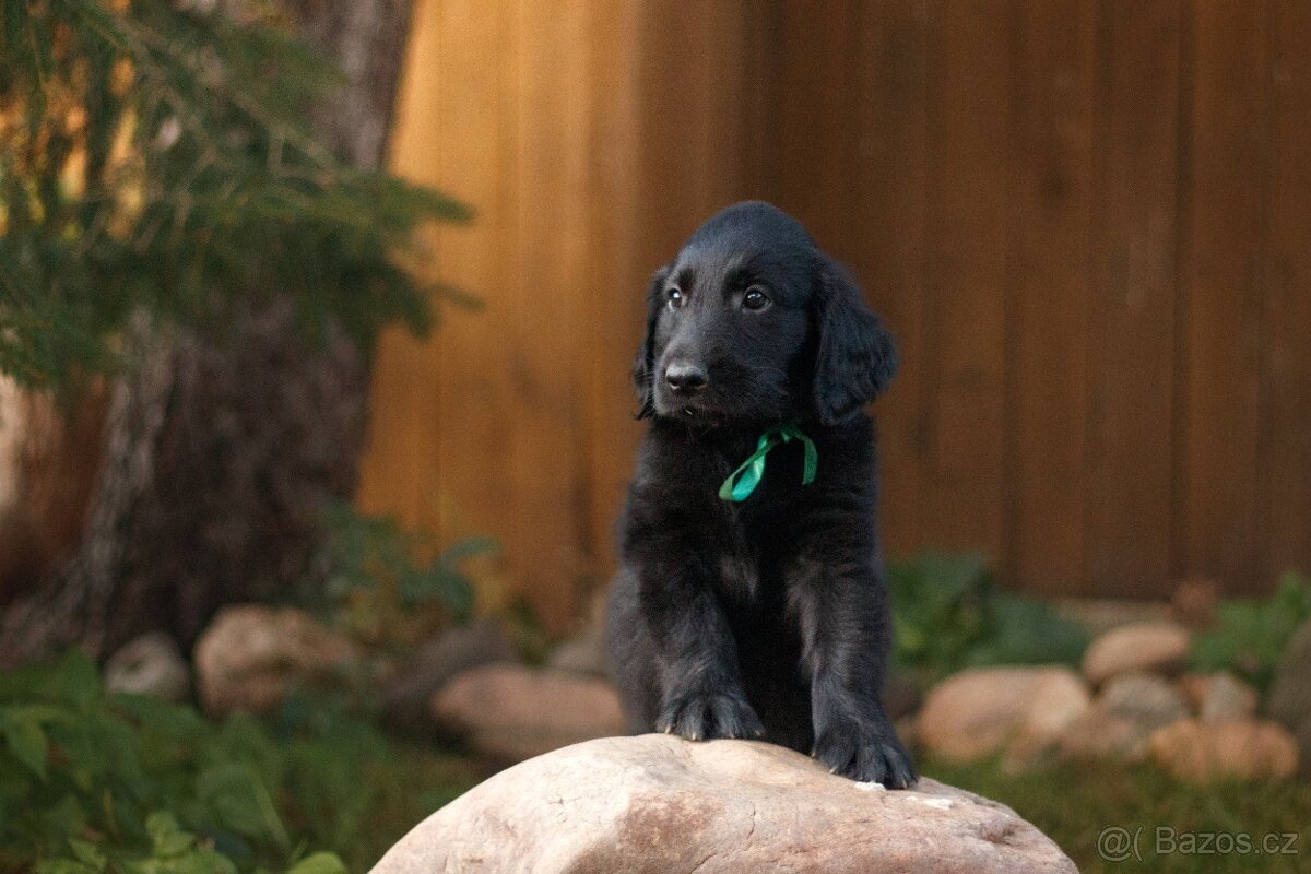 Flat Coated Retriever s PP - právě k odběru