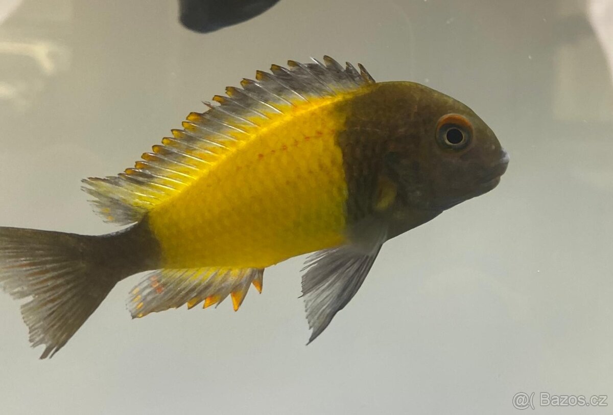 Tropheus moorii Ikola Kaiser