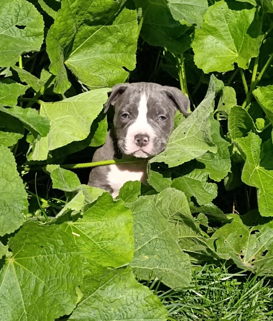 American Bully Standard