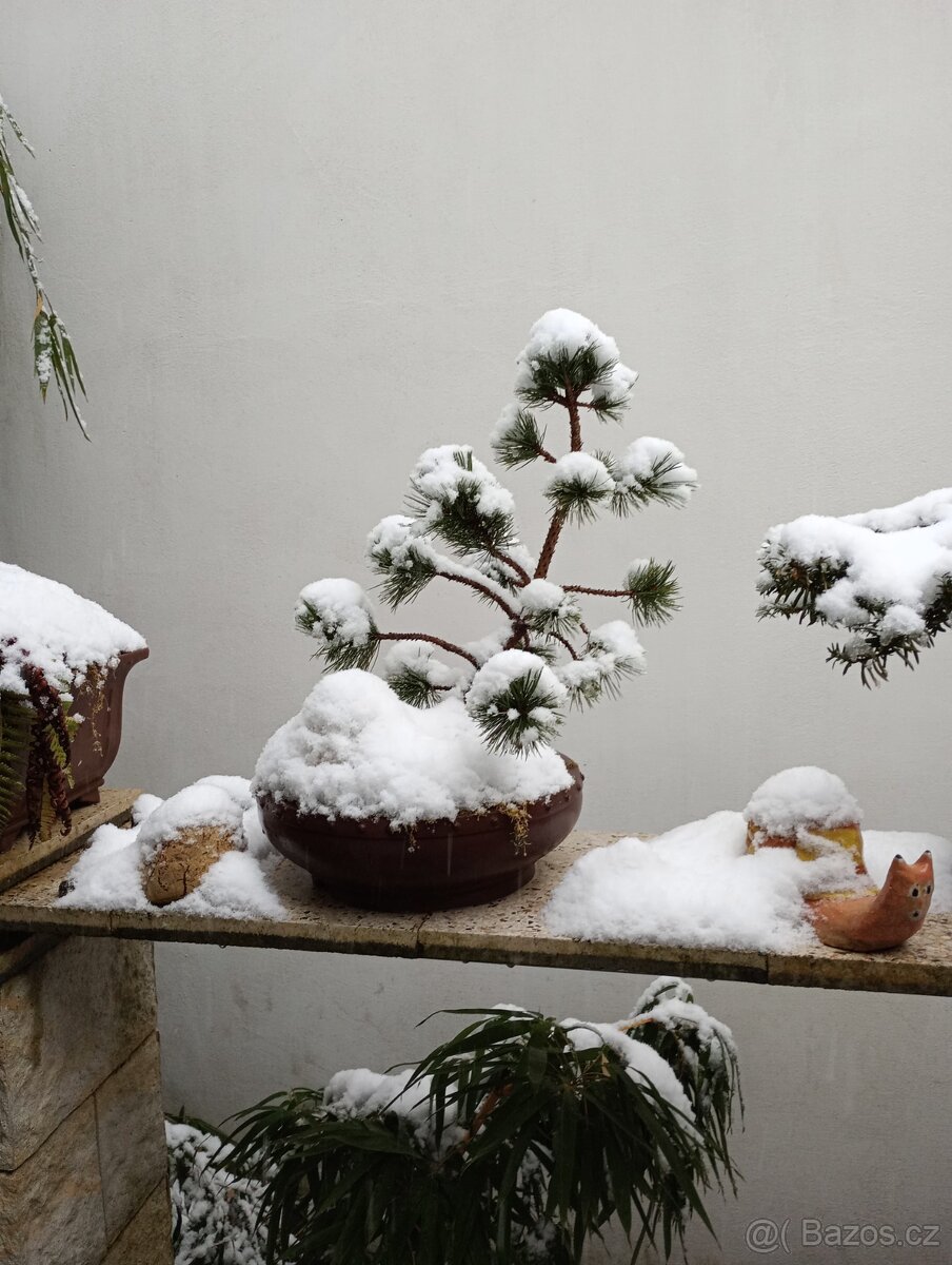 Borovice Osinatá (Pinus aristata) bonsai