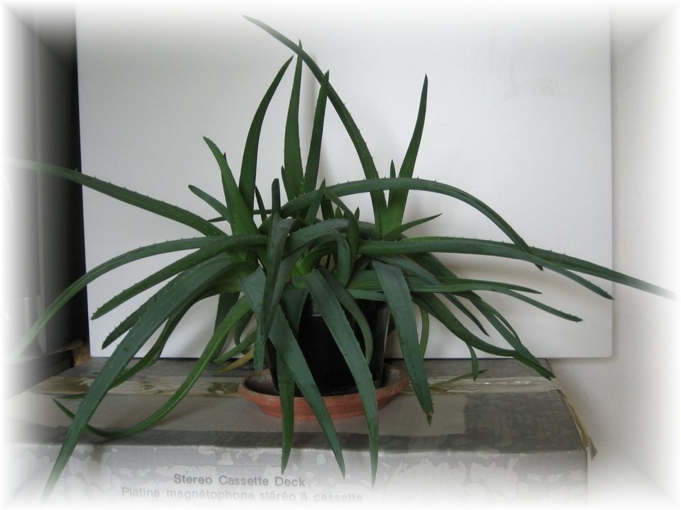 Aloe velká