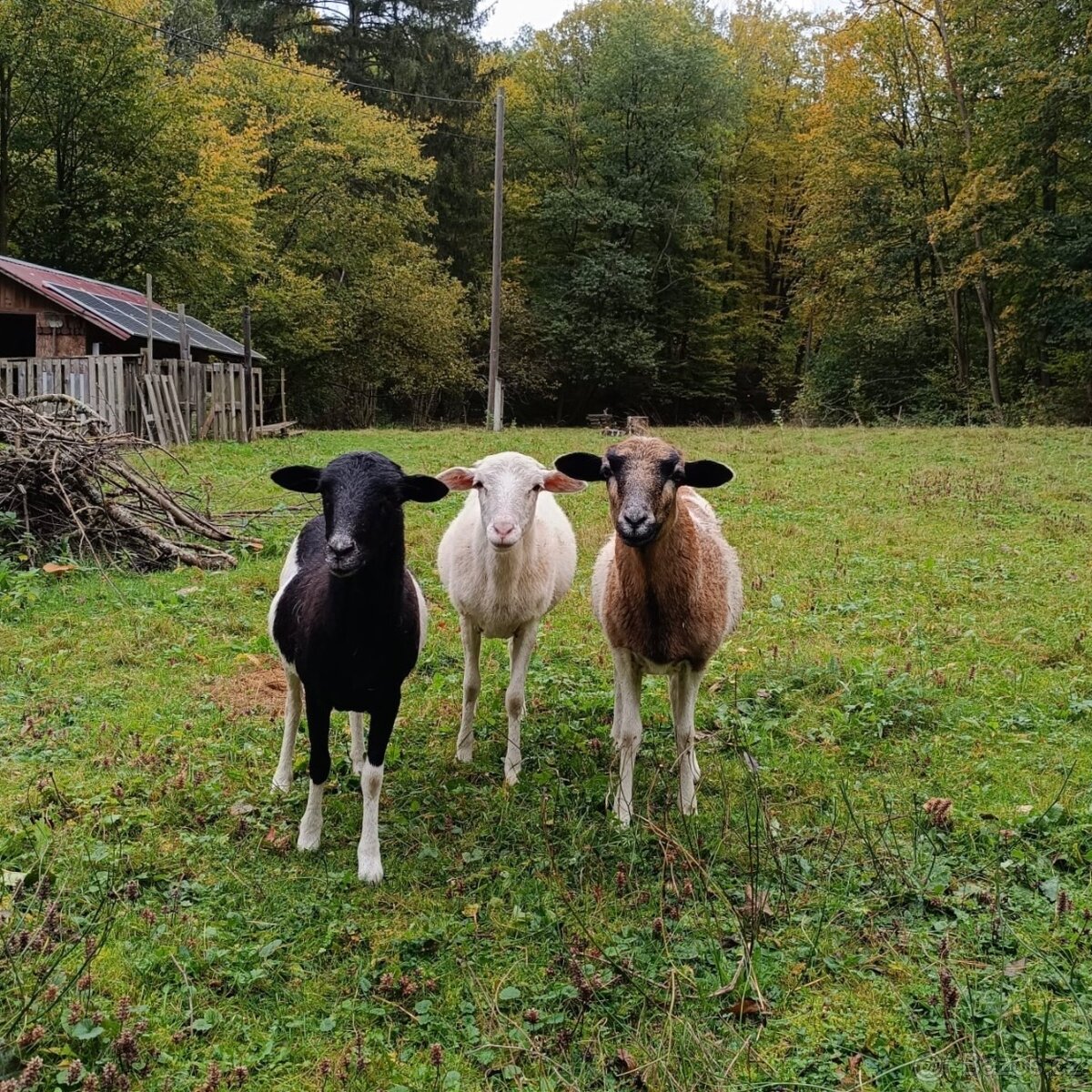 Kamerunské ovce