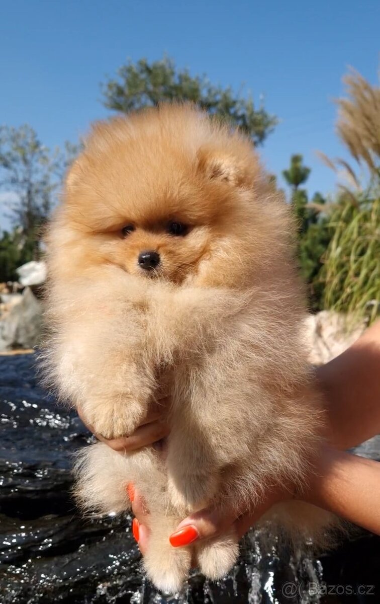 Pomeranian s pp FCI