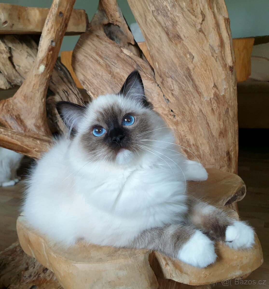 Ragdoll