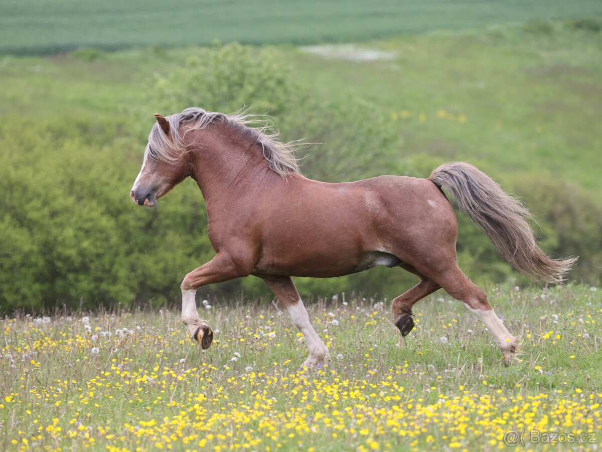 Welsh mountain pony, sekce A