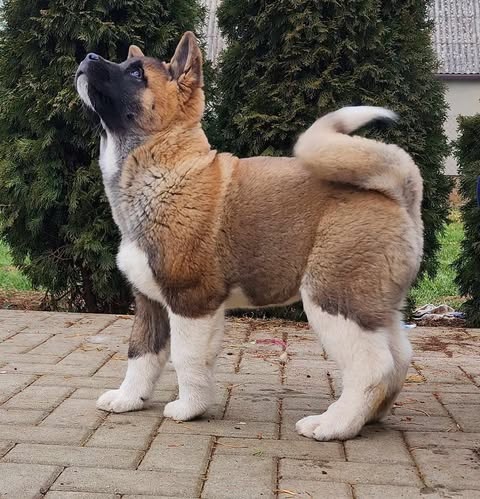 Americká akita (American akita)