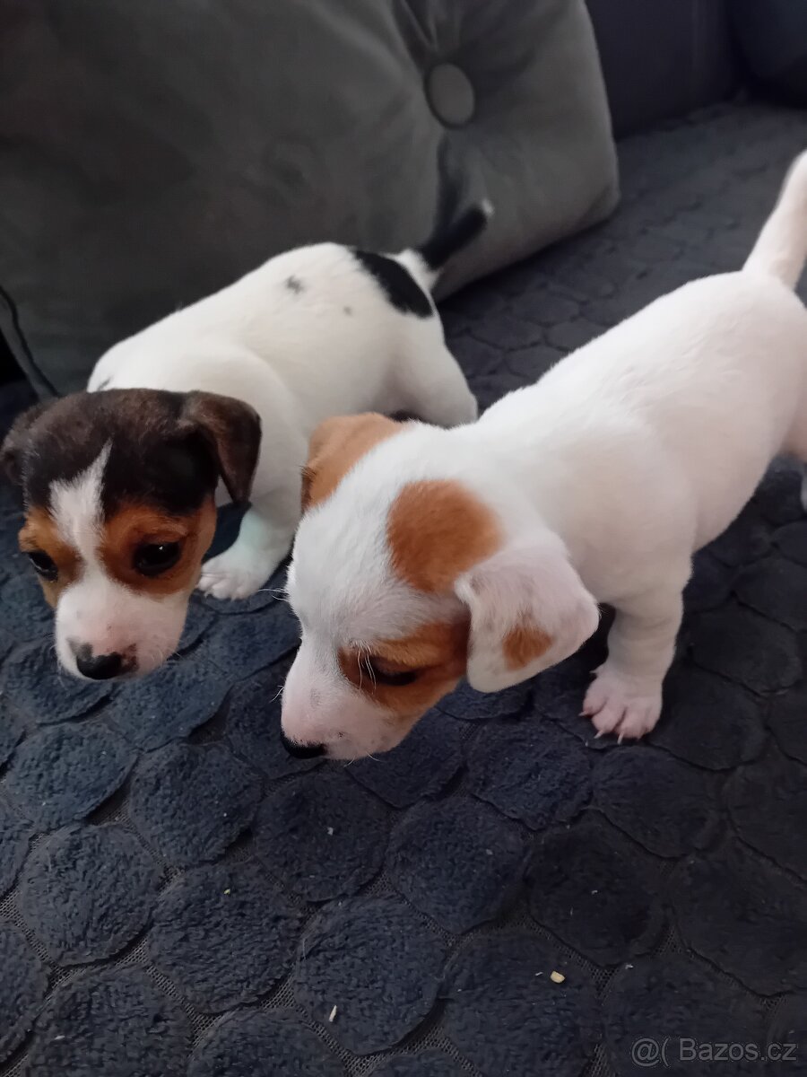 Jack  Russell terier