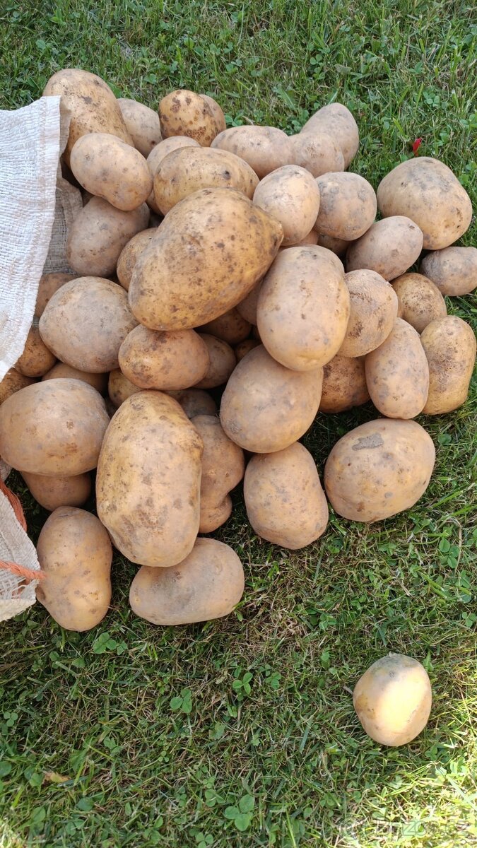 Domácí brambory (Adéla třída A) bez pesticidů(vzorek ZDARMA)