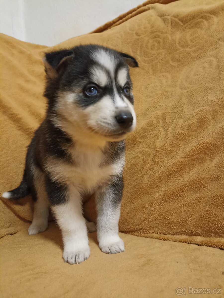 Sibiřský husky - holka (červený obojek)