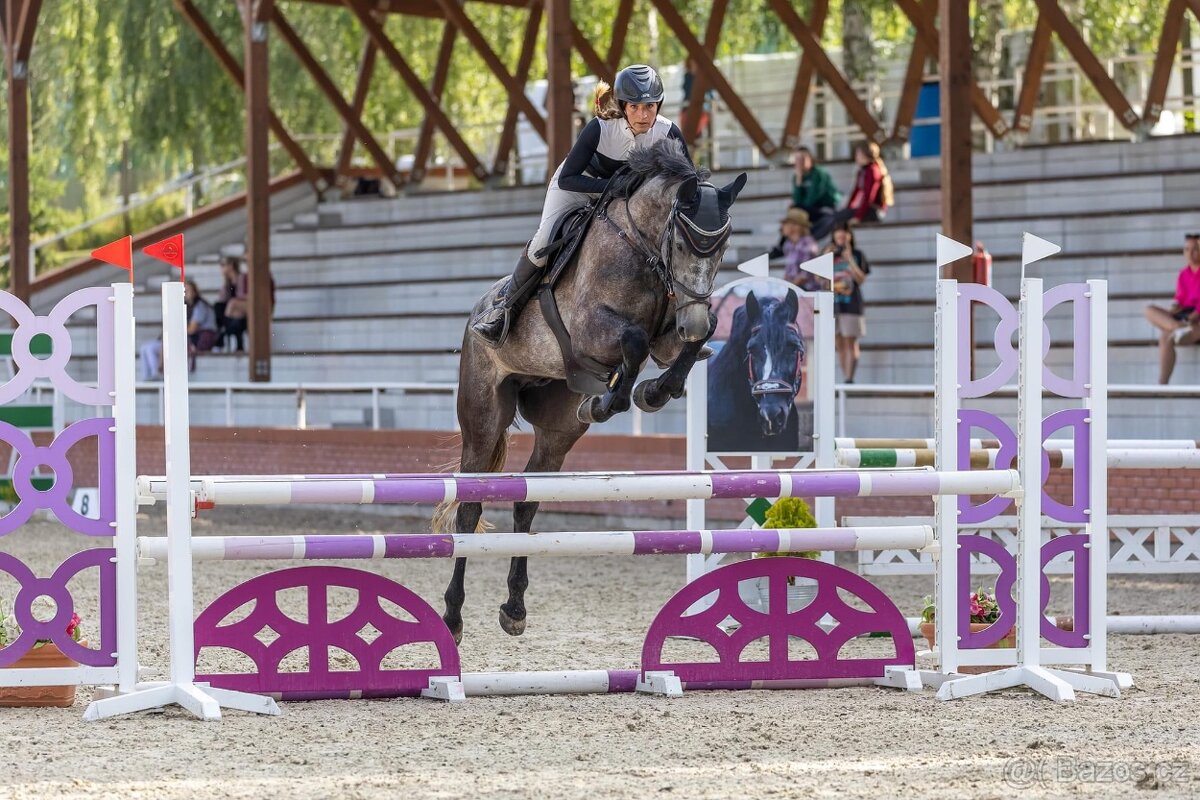 Učenlivý šiml po Hickstead White