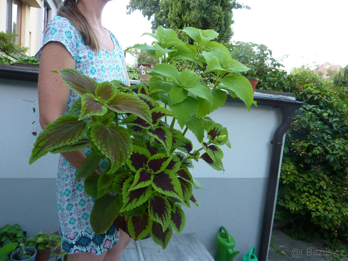 Africká kopřiva - coleus - pokojová rostlina