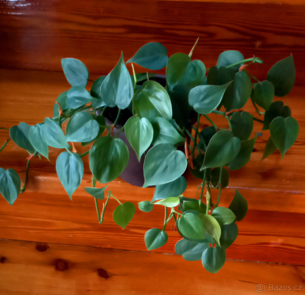 Philodendron scandens