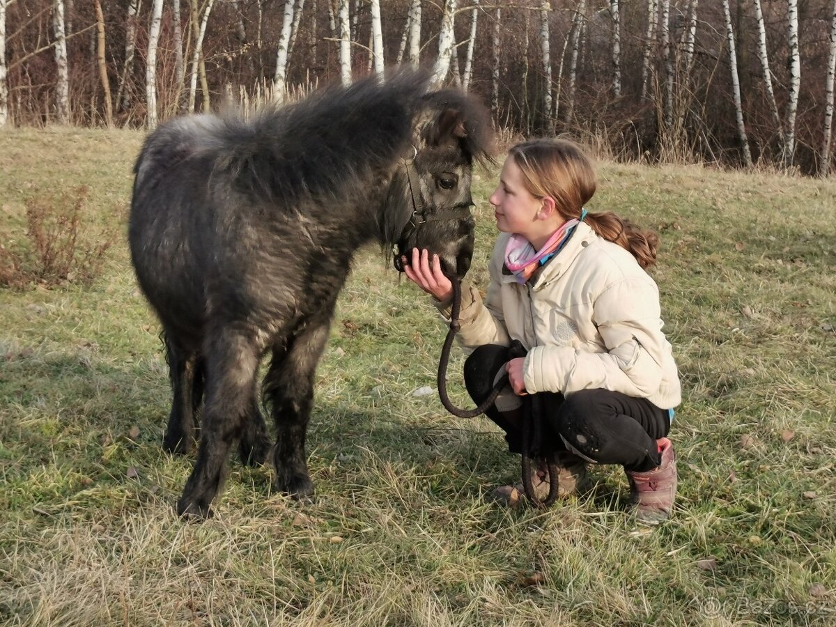 Prodej klisny Shetland pony