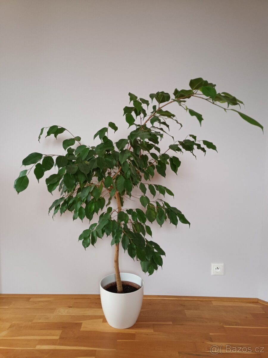 Ficus benjamina