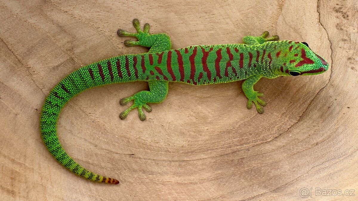 Phelsuma Grandis (High Red) 1.0