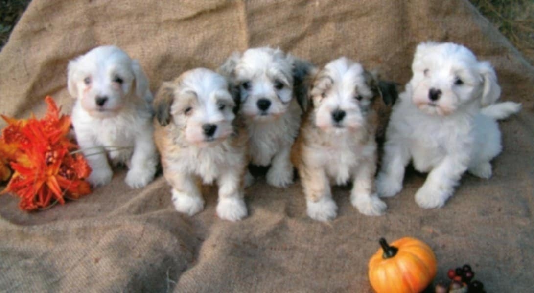 Maltipoo