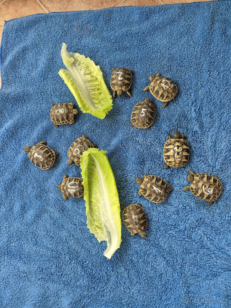 Testudo hermanni - želva zelenavá