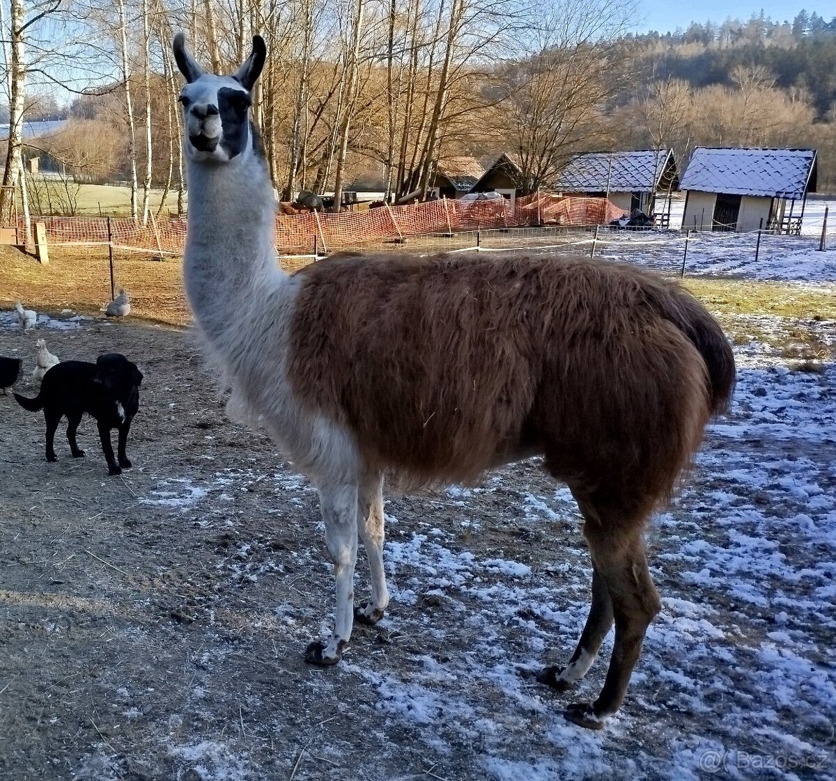 Lama