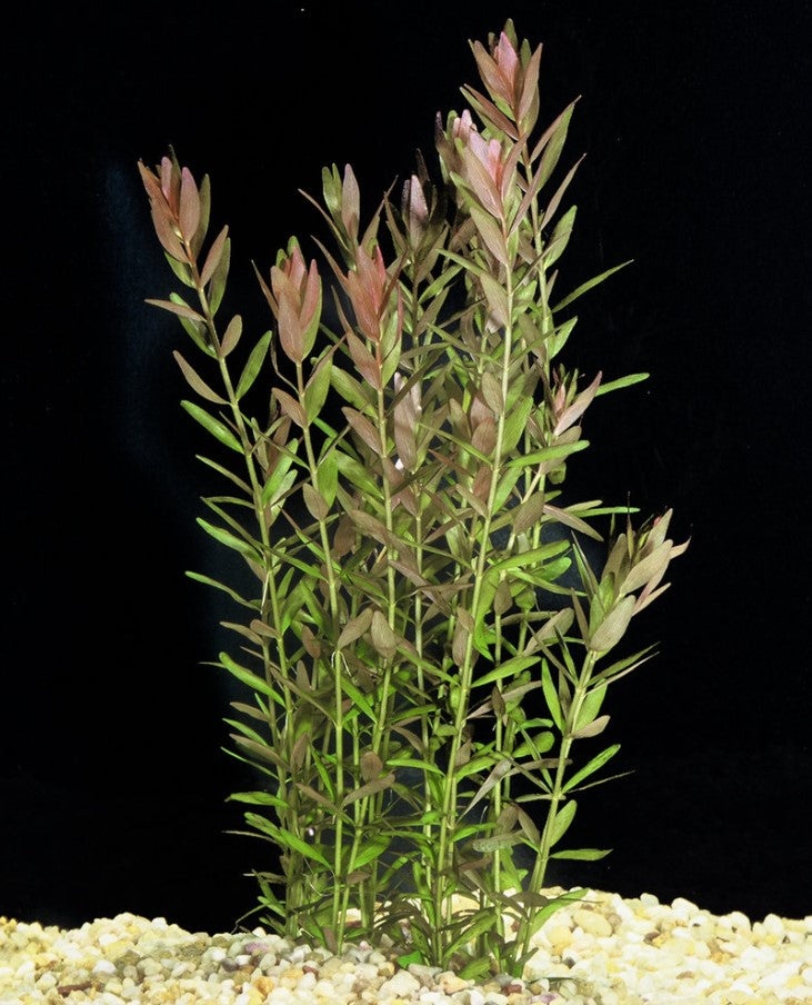 Akvarijni rostlinky (Rotala Rotundifolia)