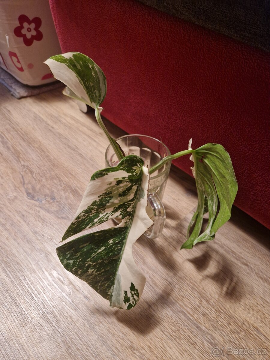 Monstera albo variegata