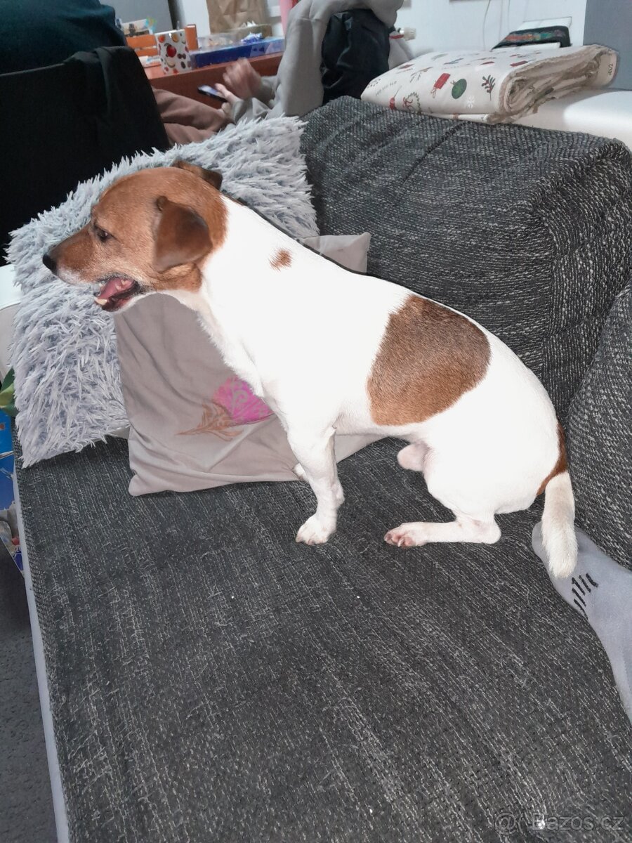 Jack Russell Teriér  ke krytí