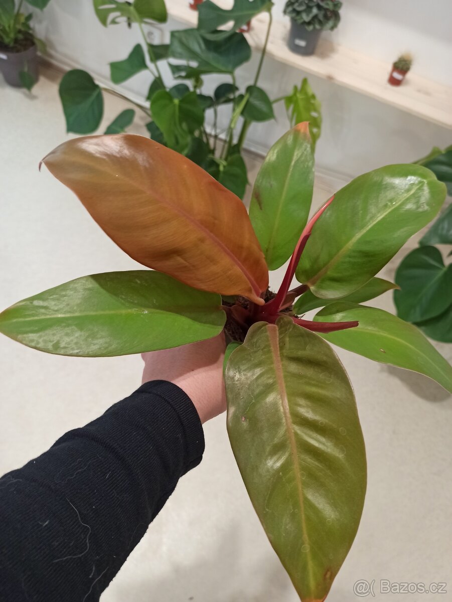 Philodendron prince of orange