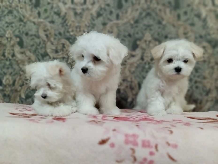 Maltipoo