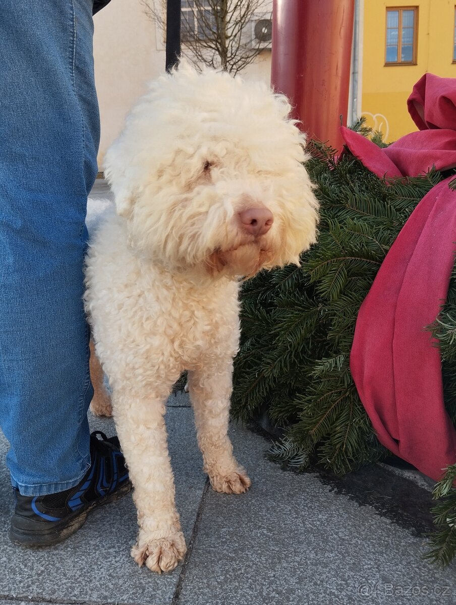 Lagotto Romagnolo s PP